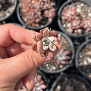 Orostachys Japonica (Cutting)