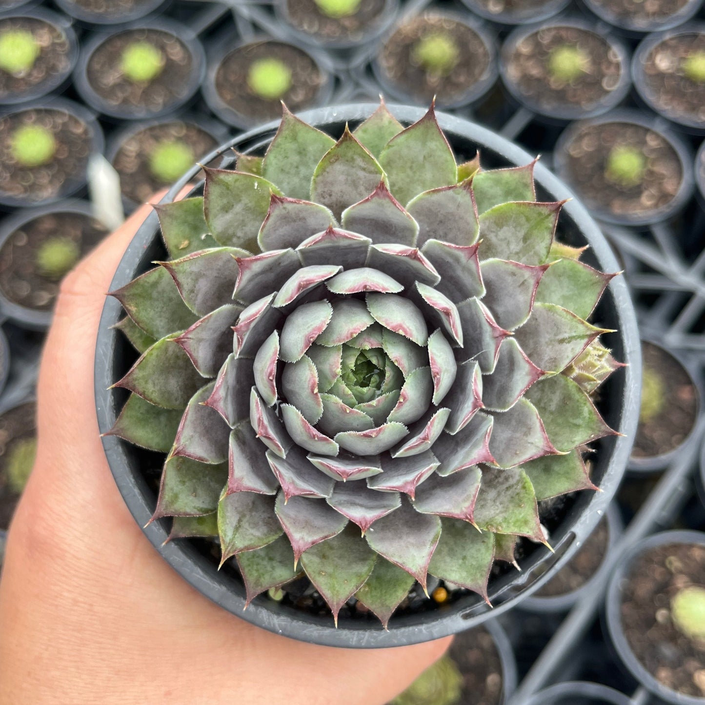 Sempervivum Blueboy (LS)