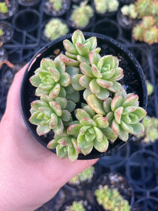 Sedeveria Rolly Variegata (LG)