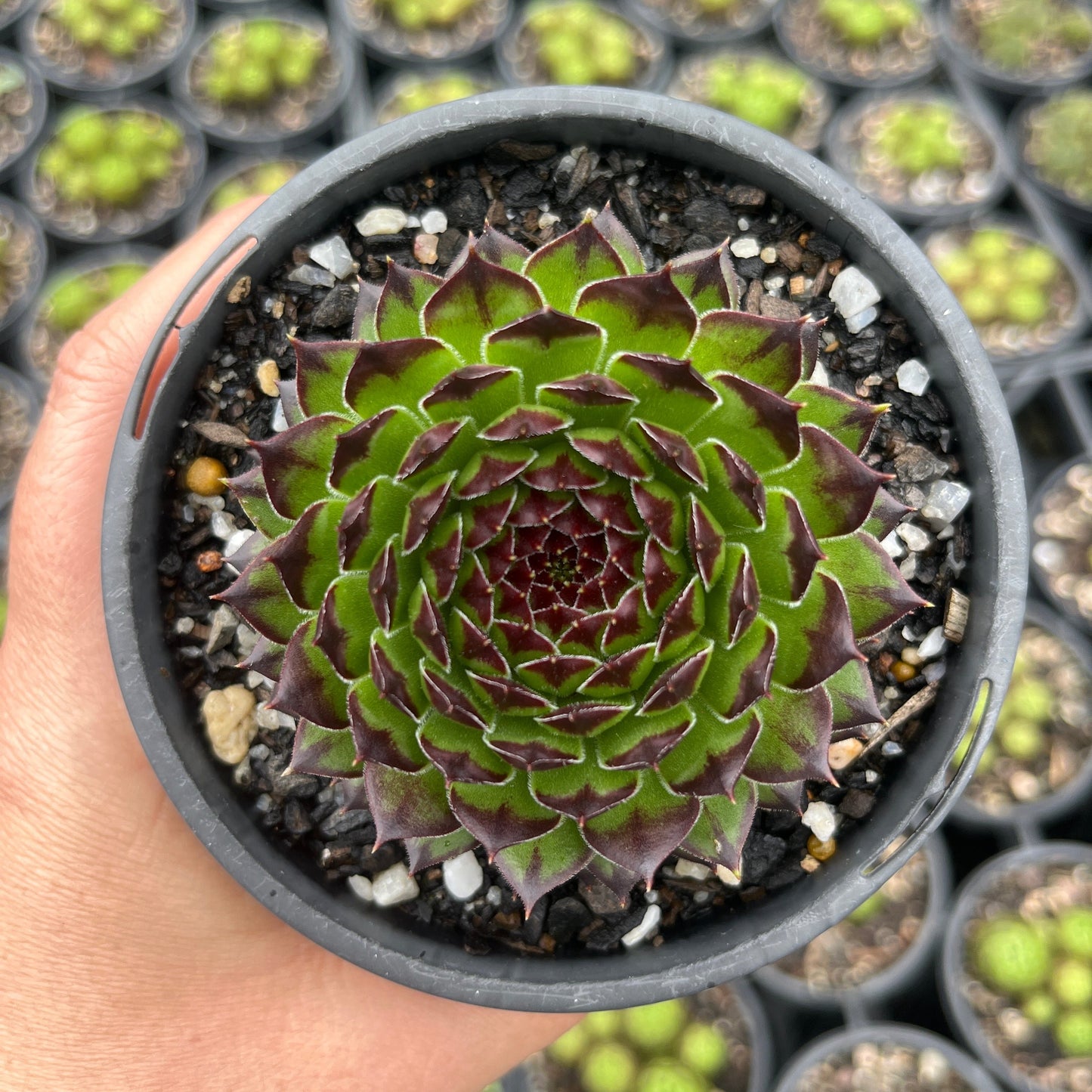 Sempervivum Appletini (LS)