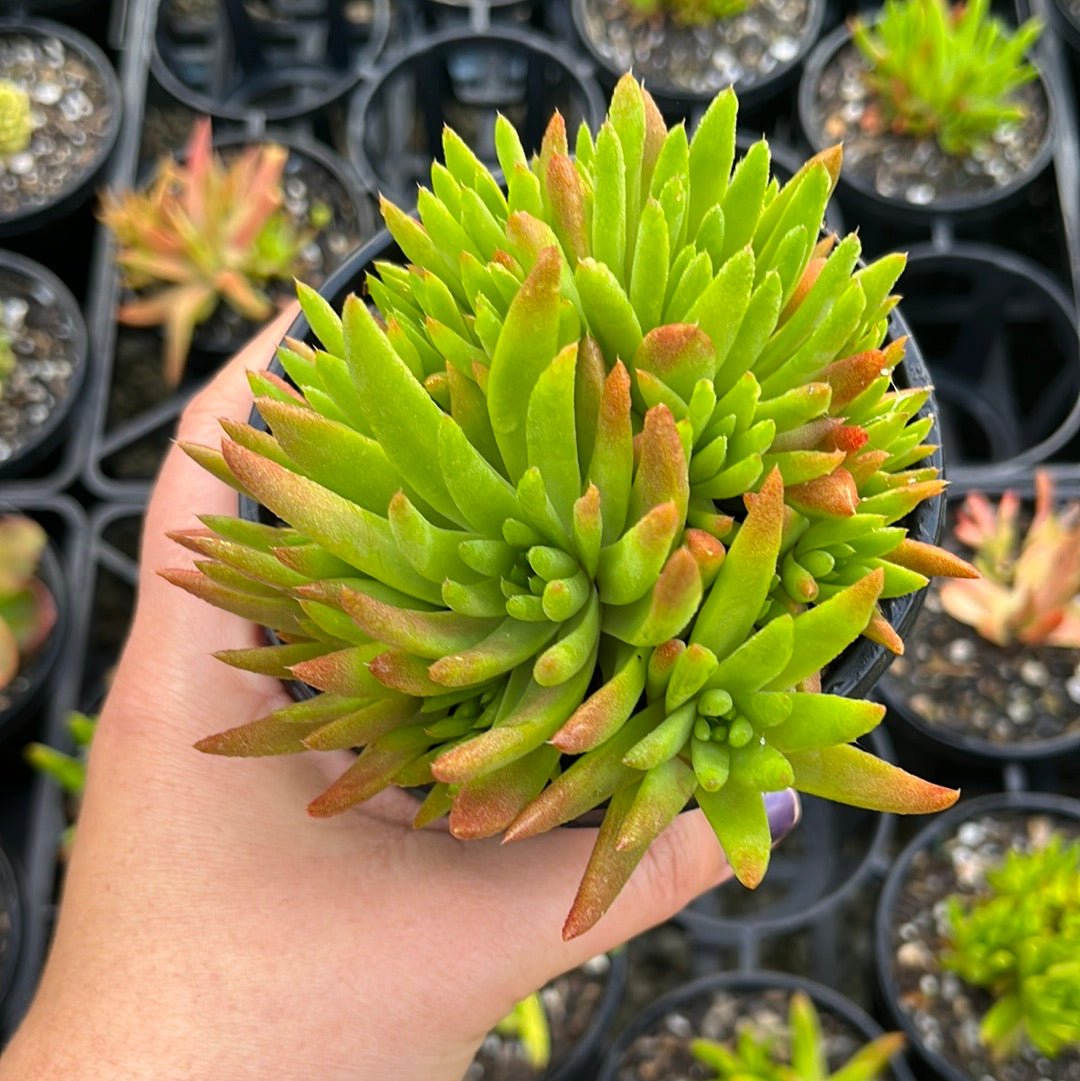 Orostachys Tume Renge (LG)