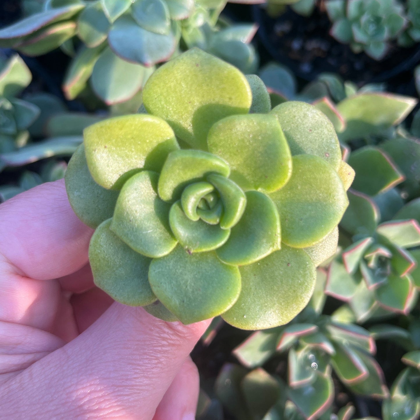 Aeonium Lilly Pad (Cutting)