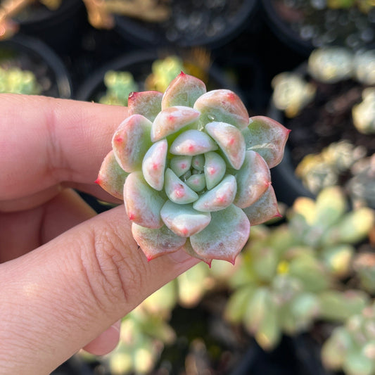 Echeveria Frosty Bloom (Cutting)