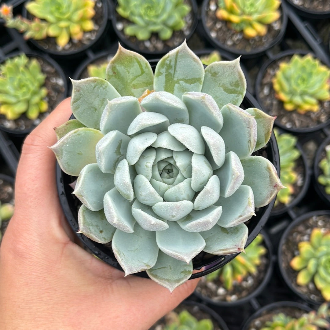 Echeveria Love Godess (LG)