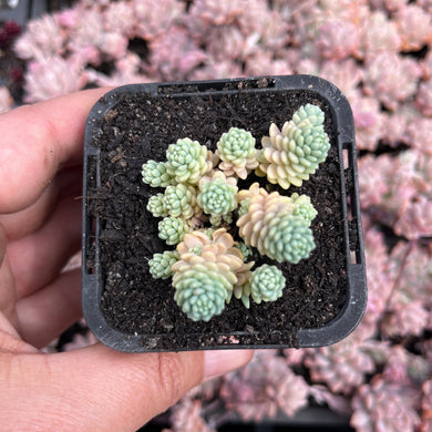 Sedum Dasyphyllum Major (SR)