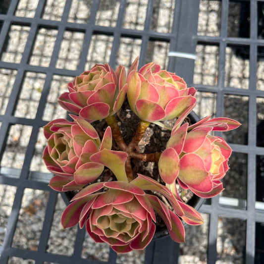 Aeonium Pink Witch Multi (SS)