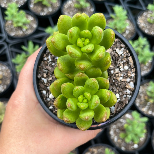 Sedum Lucidum Obesum (LG)