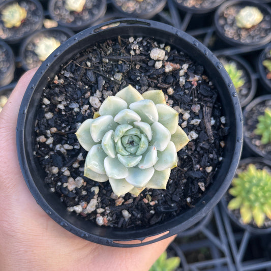 Echeveria Tinkerbell Variegata (LG)