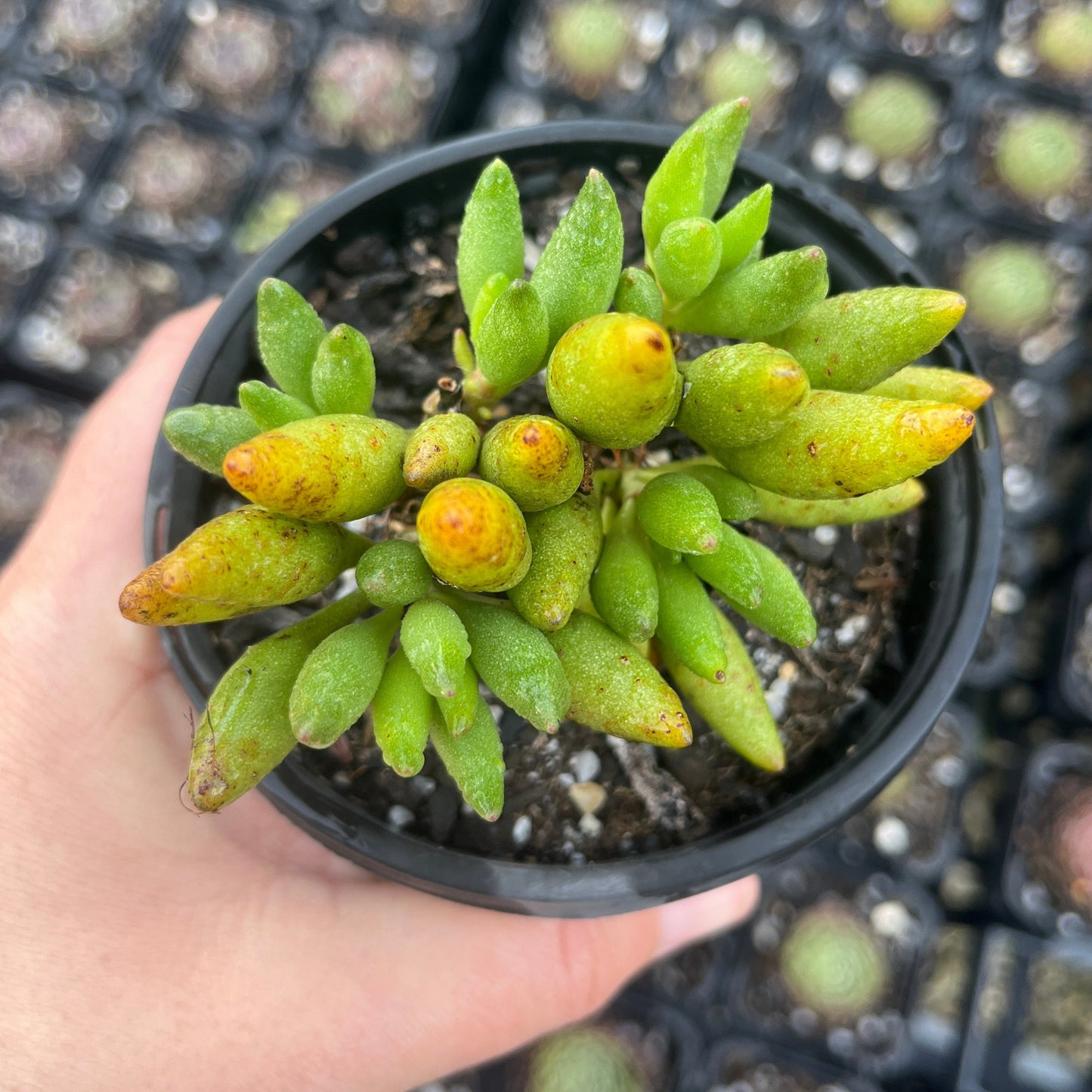 Adromischus Filcaulis Marlothii (LG)