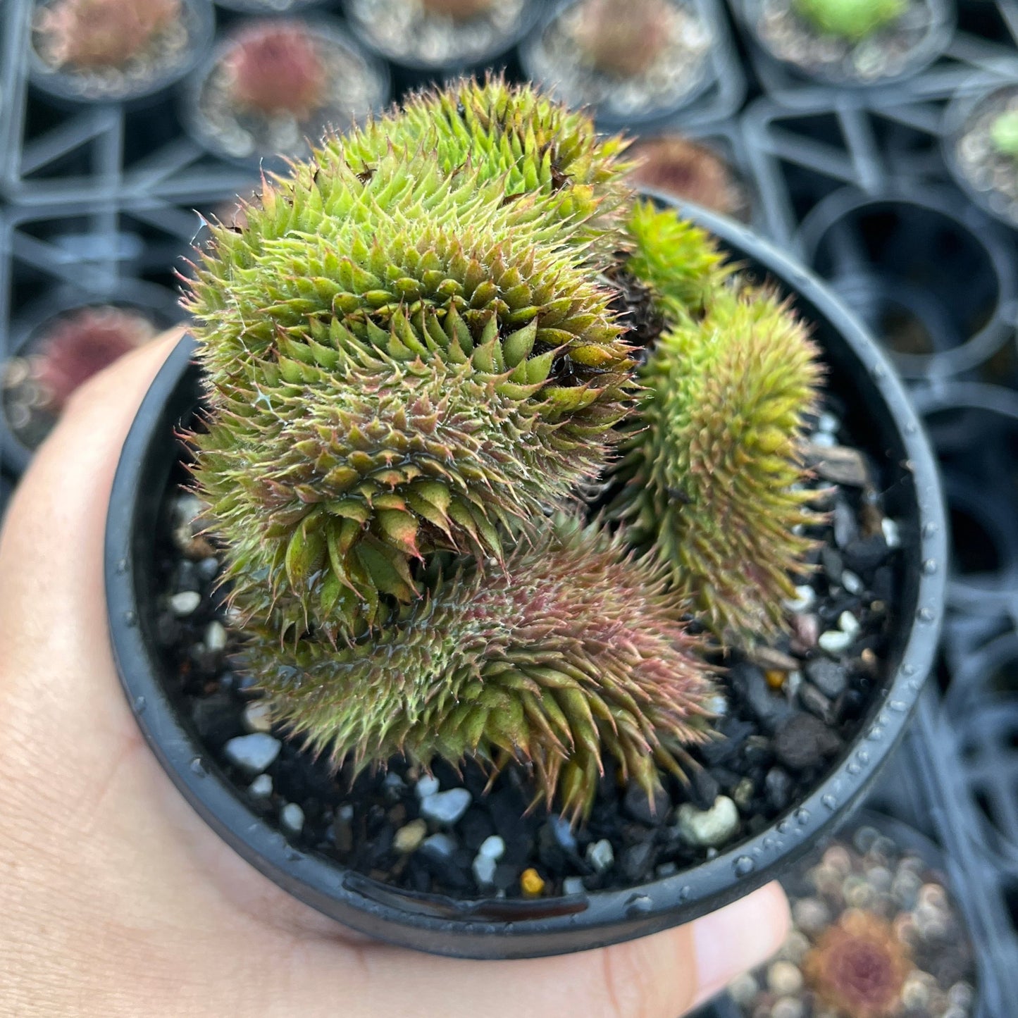 Sempervivum Centennial Crested (LG)