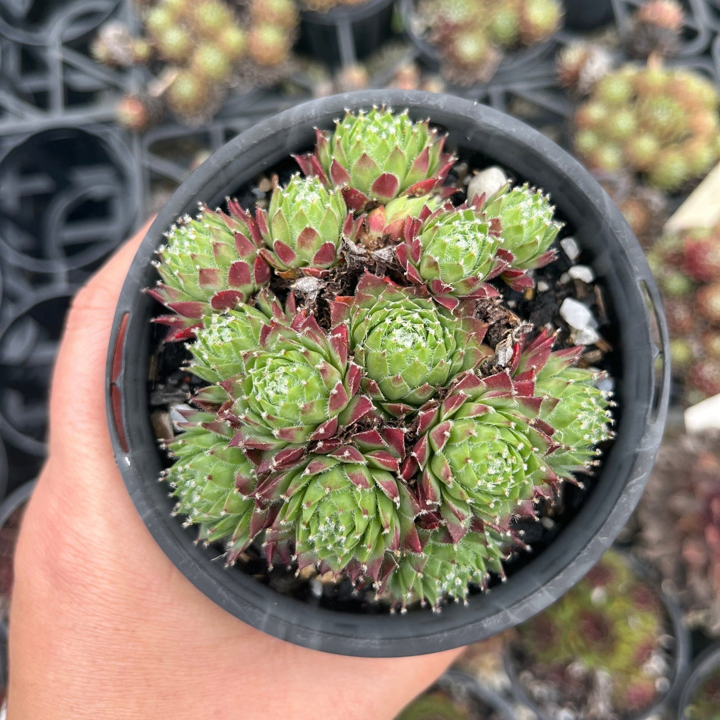 Sempervivum Ponderosa Cluster (LS)