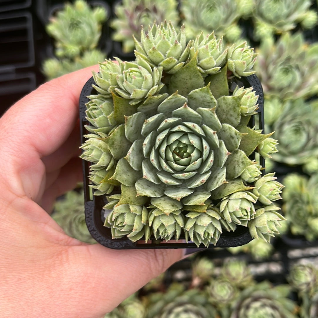 Sempervivum Twilight Blue (SQ)