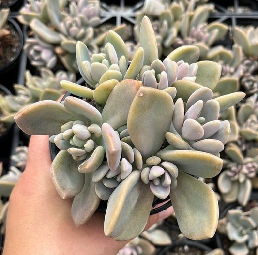 Pachyveria Light & Lovely (LG)