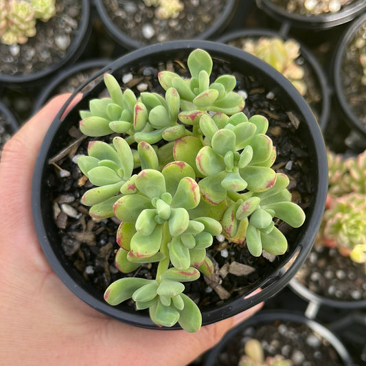 Sedum Sedona (LG)