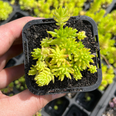 Sedum Gold Mound (SR)