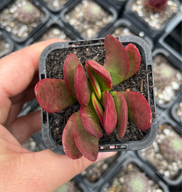 Crassula Atropurpurea (SR)