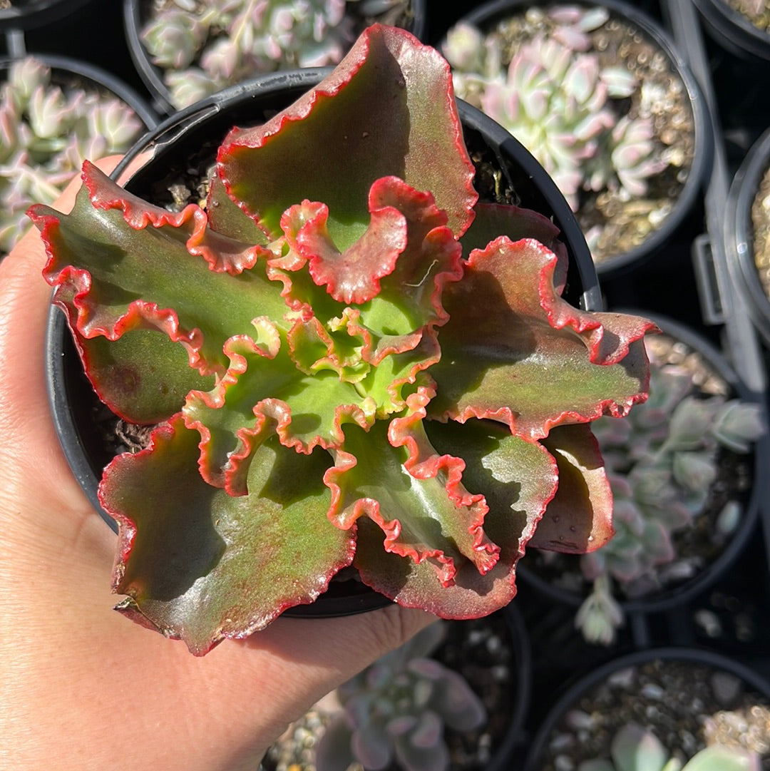 Echeveria Katella (LG)