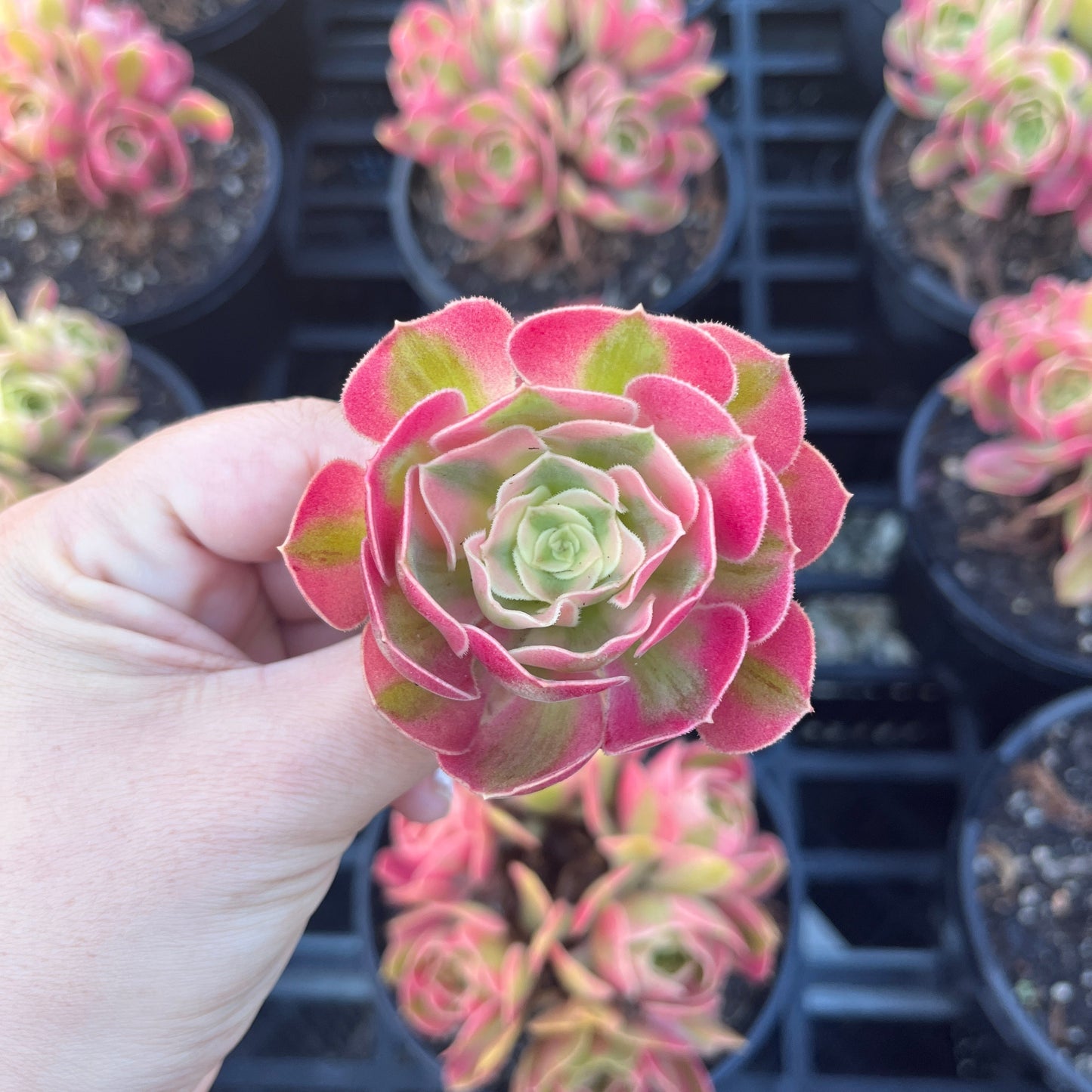 Aeonium Pink Witch (Cutting)