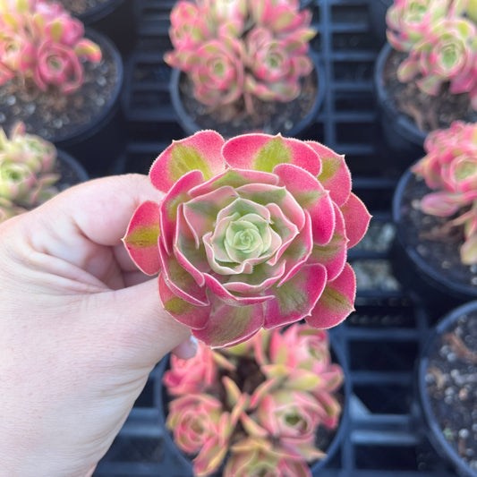 Aeonium Pink Witch (Cutting)