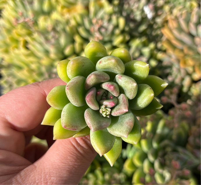 Echeveria Arzee (Cutting)