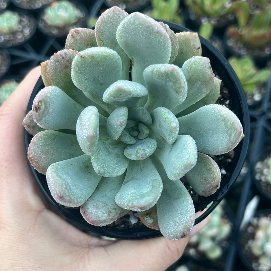 Graptoveria White Deer (LG)