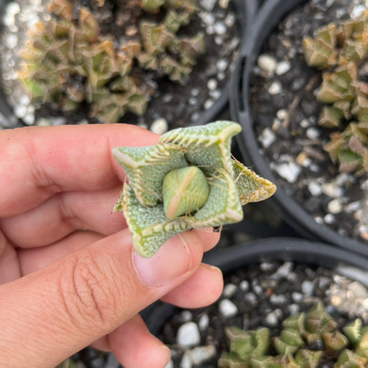 Faucaria Brittiane White Spotted (Cutting)