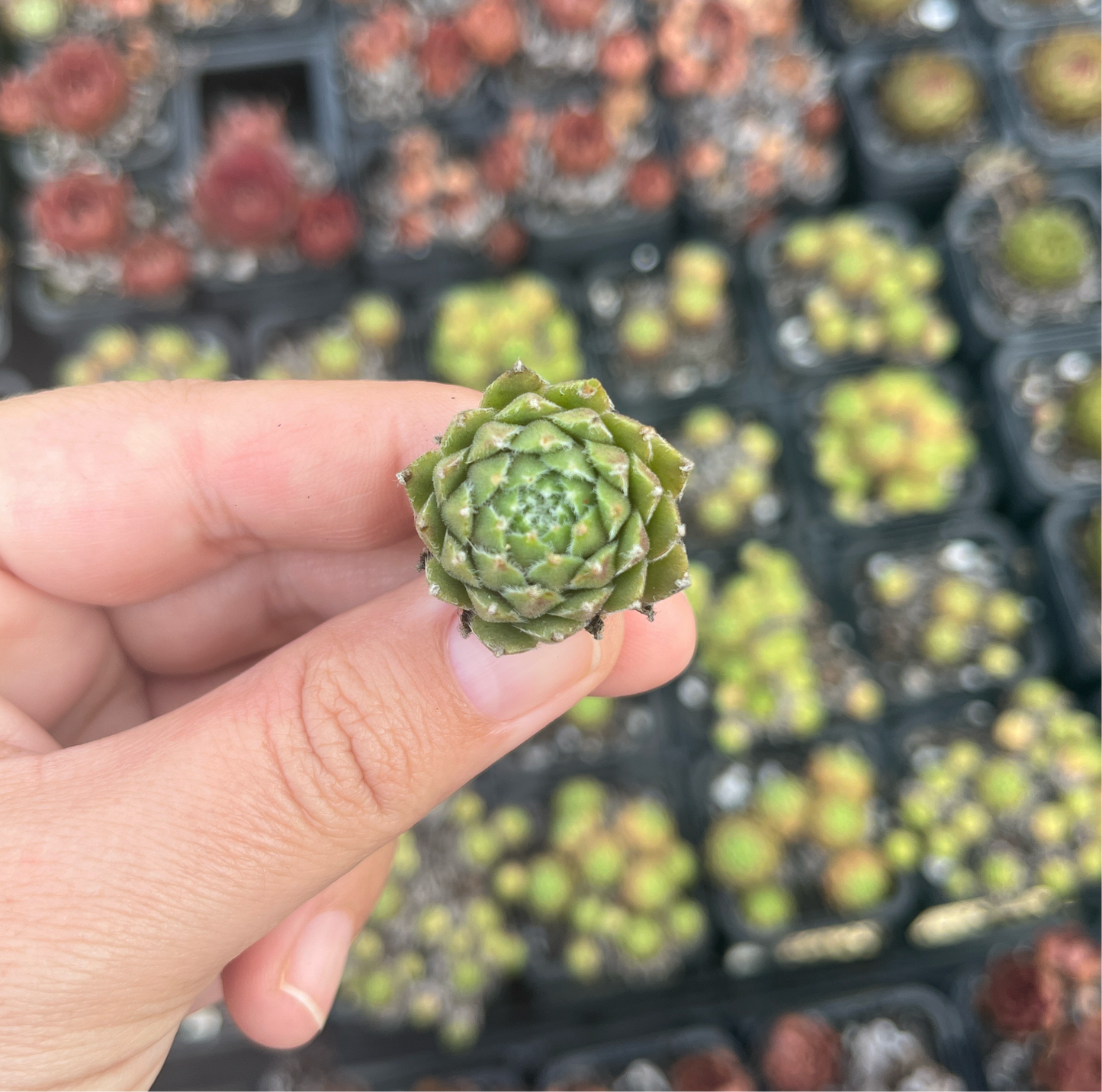 Sempervivum Winter Red (Cutting)