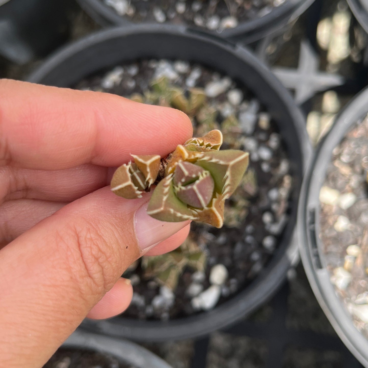 Faucaria Tigerina Minima (Cutting)