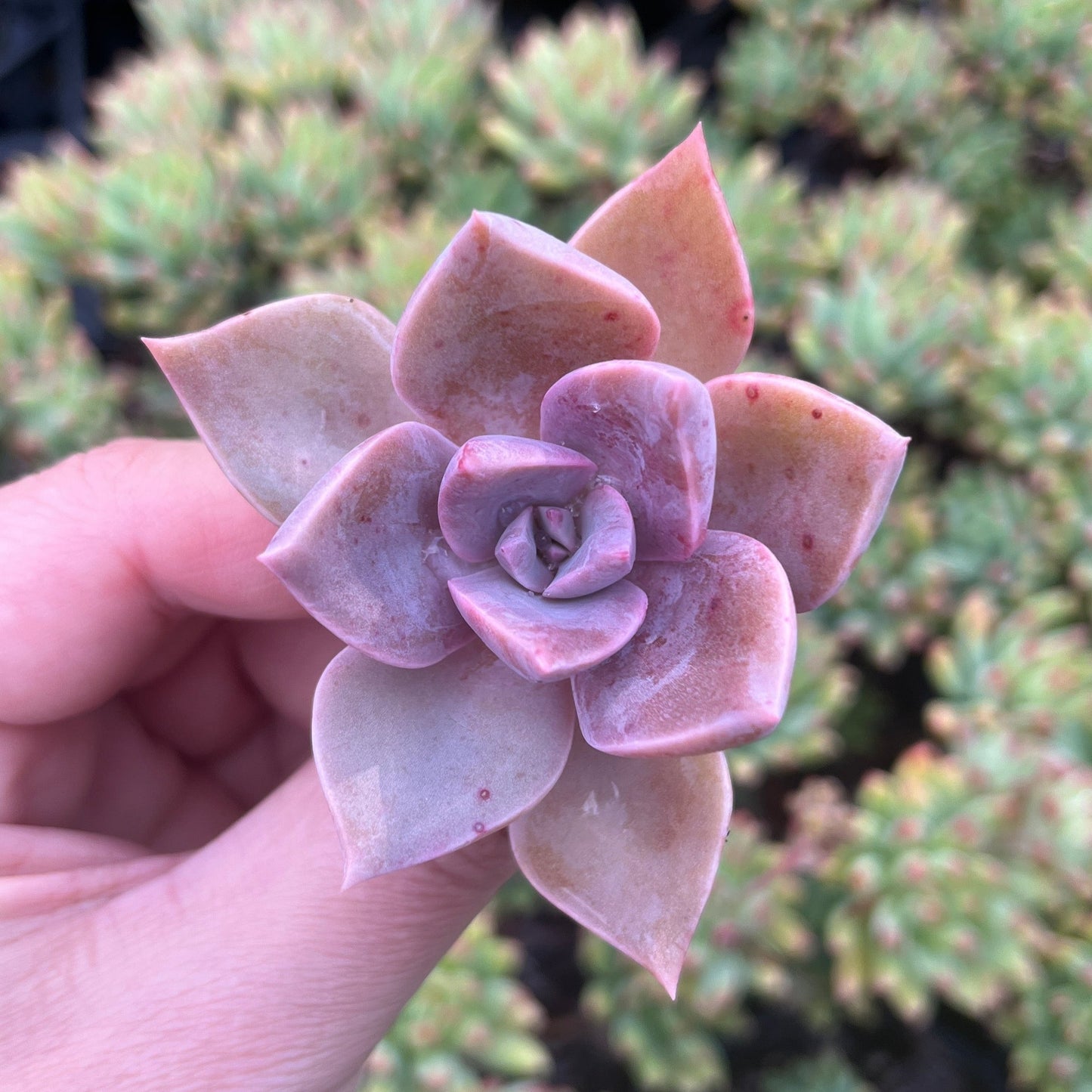 Graptoveria Dusk (Cutting)