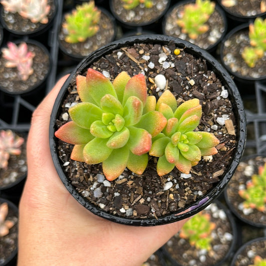 Graptoveria Golden Glow (LG)