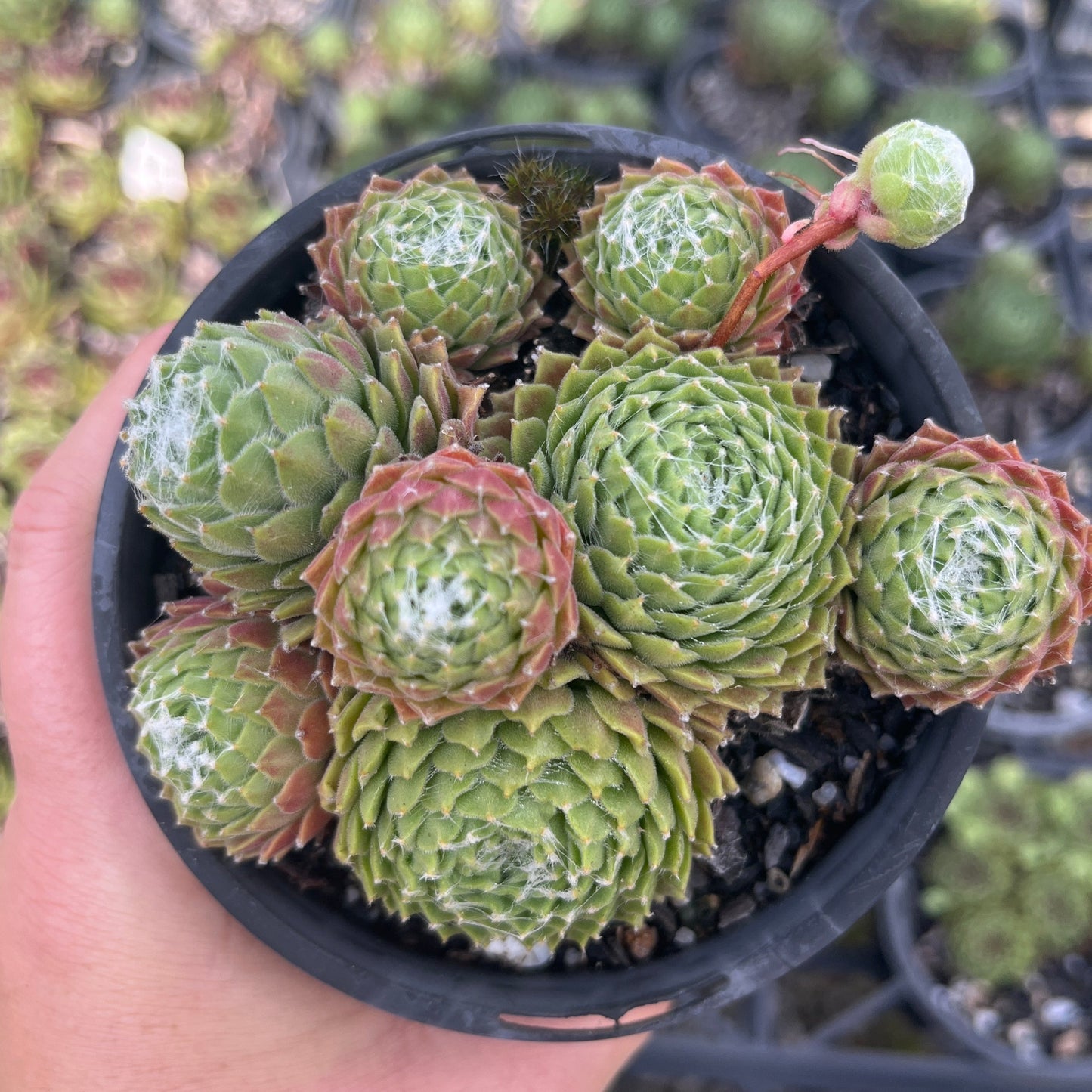 Sempervivum Hurricane (LS)