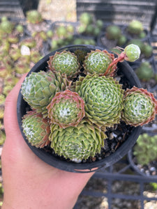 Sempervivum Hurricane (LS)