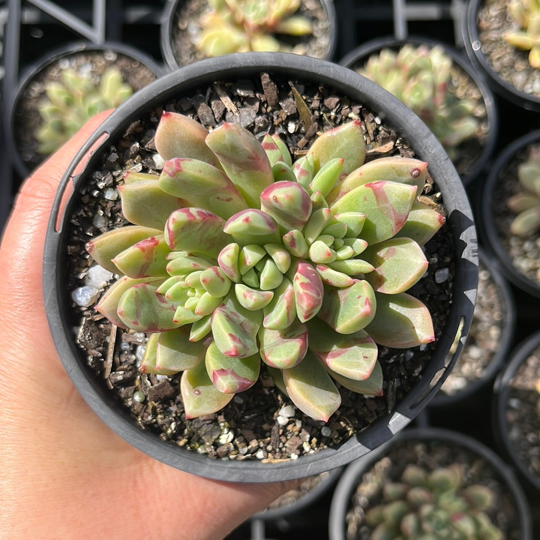 Echeveria Bloody Warbler (LG)