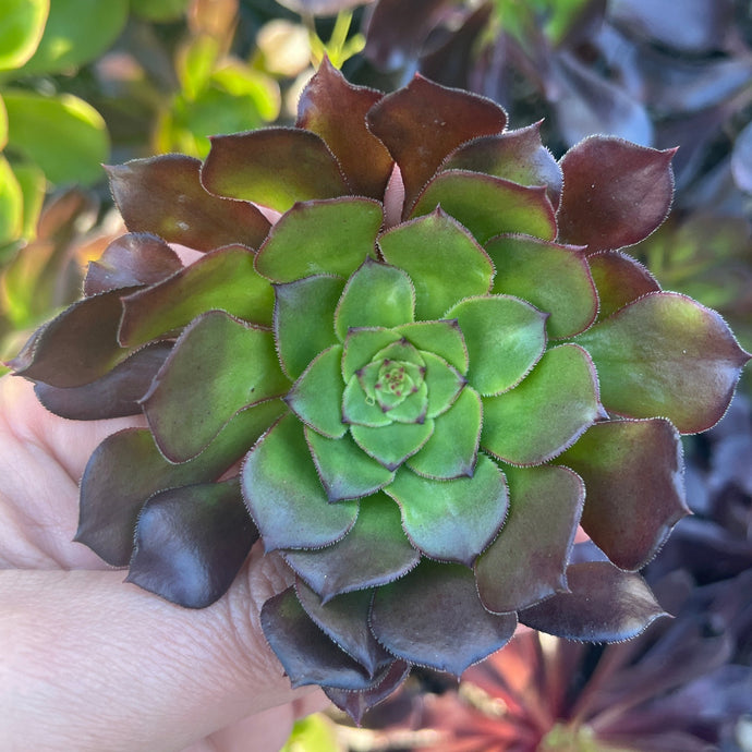 Aeonium Percarenem Guiaense (Cutting)