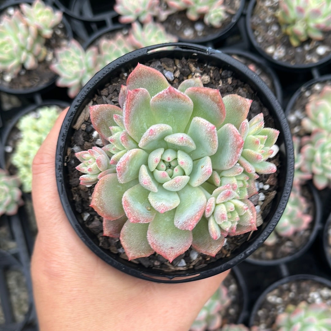 Echeveria Frosty Bloom (LG)