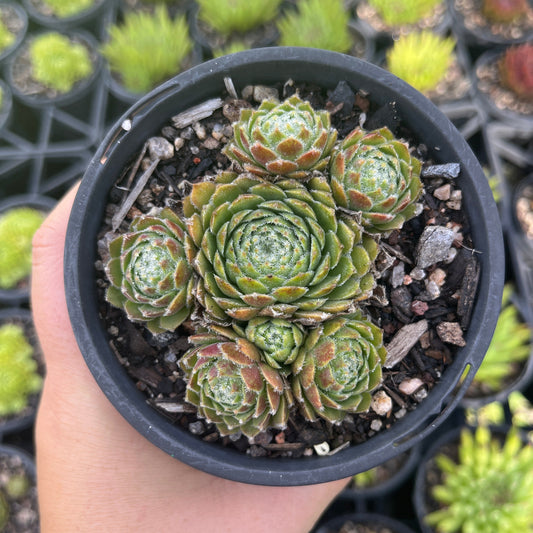 Sempervivum Iceycles (LS)