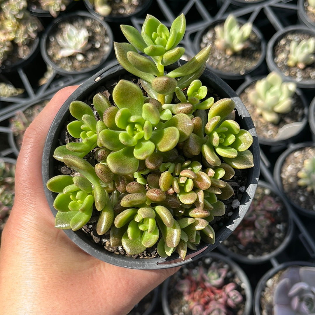 Sinocrassula Densirosulata (LG)