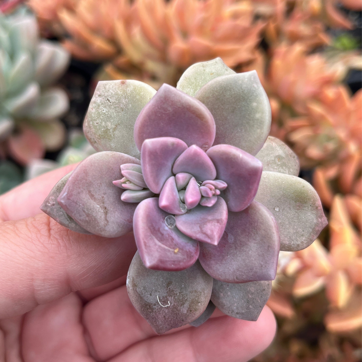 Graptoveria Mauve Accord (Cutting)