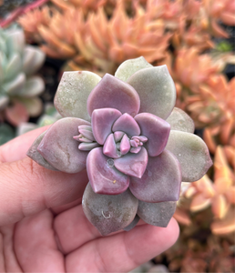 Graptoveria Mauve Accord (Cutting)