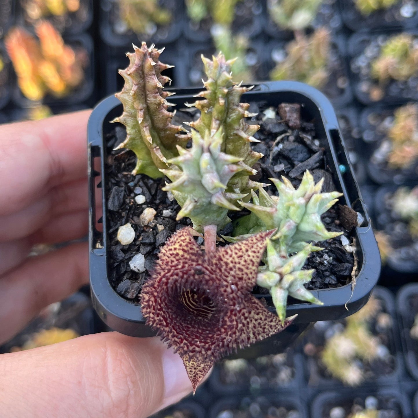 Huernia Hystrix Hybrid (SS)