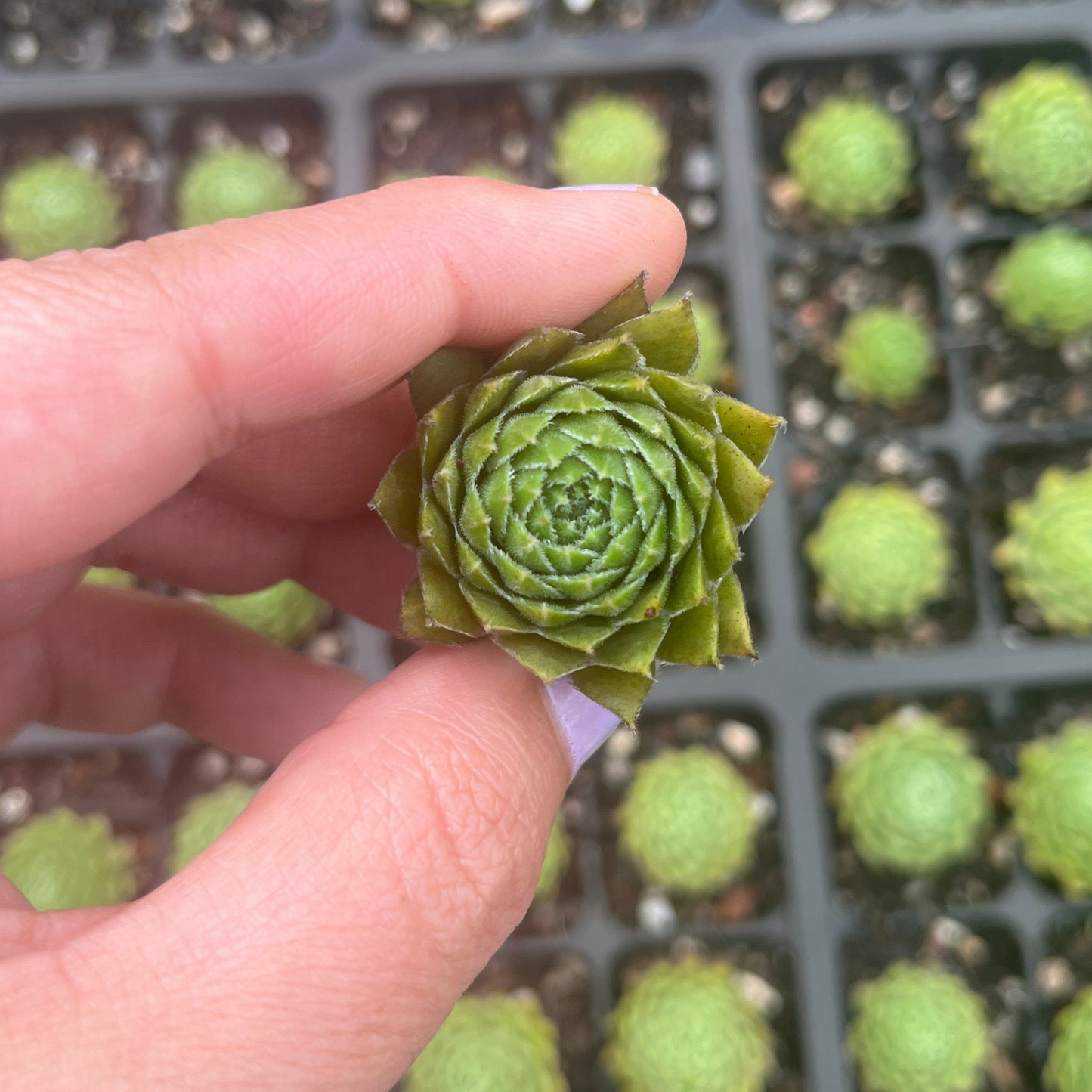 Sempervivum Shell Shock (Cutting)