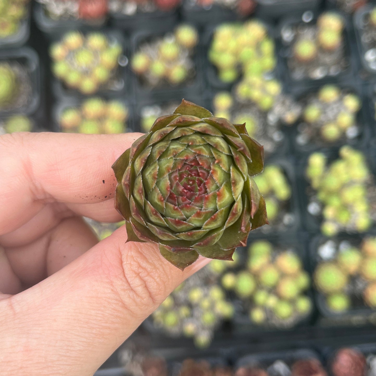 Sempervivum Butterscotch Baby (Cutting)