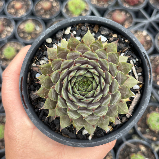 Sempervivum Slabbers Seedling (LS)