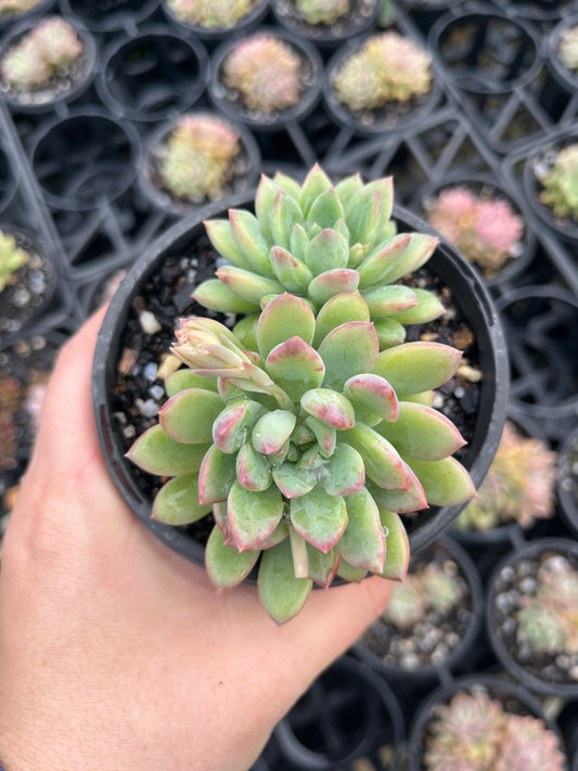 Pachyphytum Doraemon (LG)