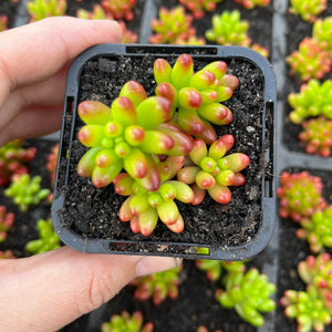 Sedum Green Jelly Bean (SR)