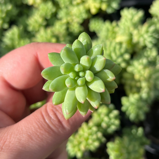 Sedum Pink Berry (Cutting)