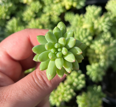 Sedum Pink Berry (Cutting)