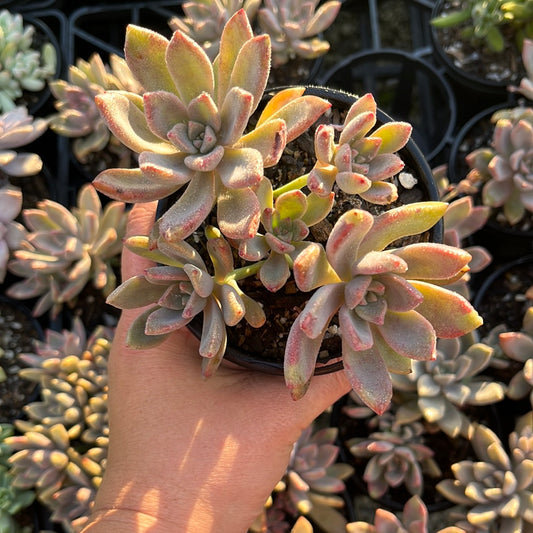 Graptoveria Claret (LG)