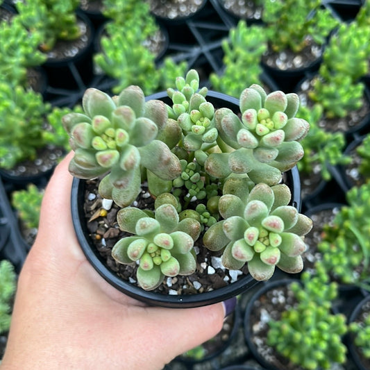 Sedum White Stonecrop (LG)