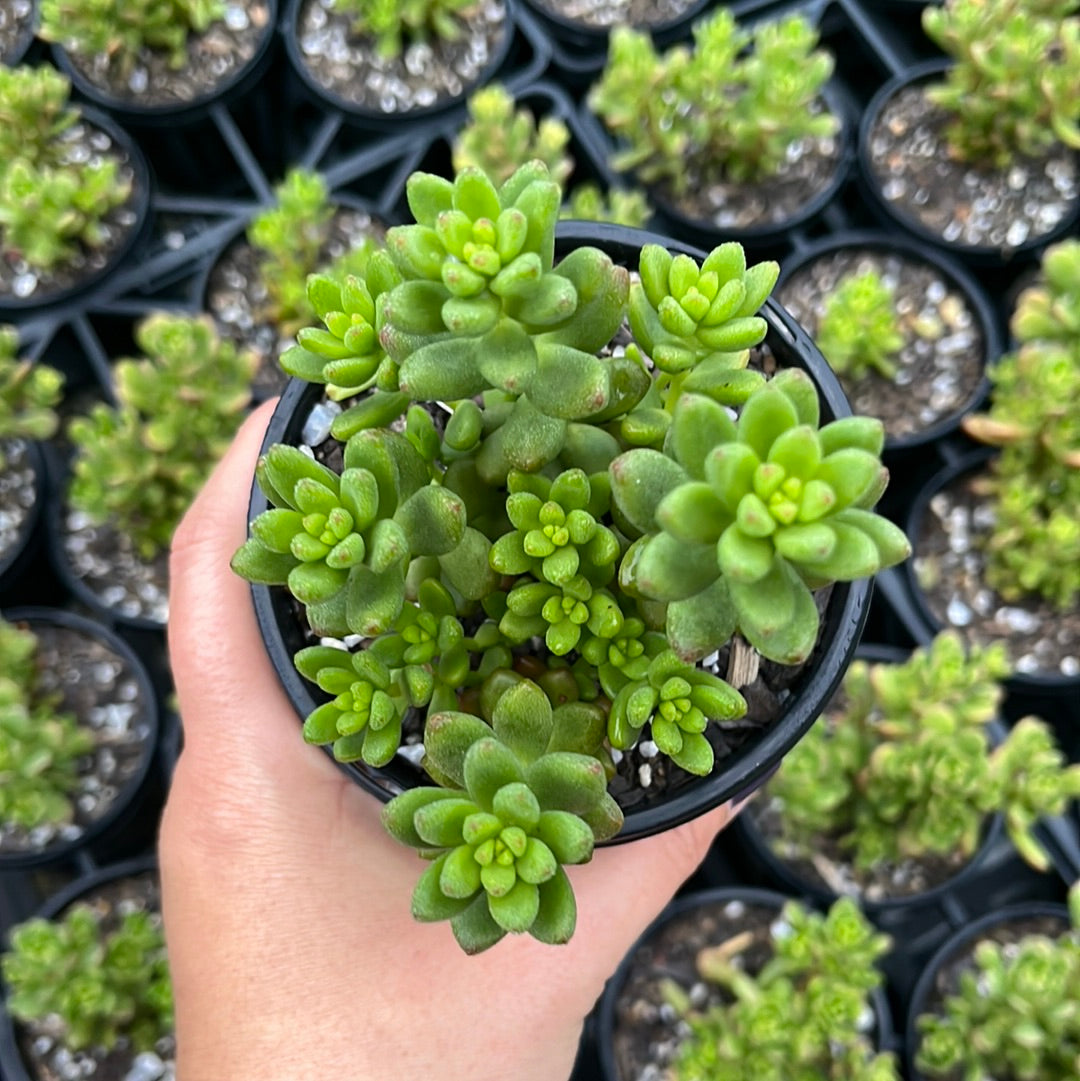 Sedum Lucidum (LG)